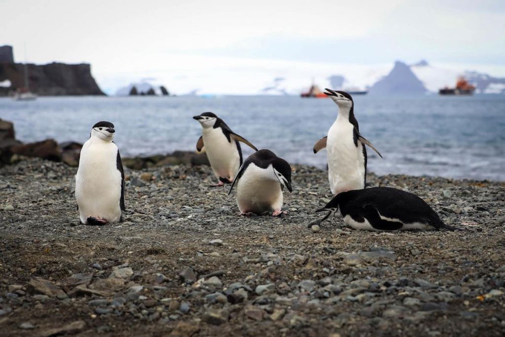 Antarctica is becoming a popular tourist destination – but the continent’s delicate ecosystems are already suffering due to global warming. Federico Anfitti/EPA-EFE