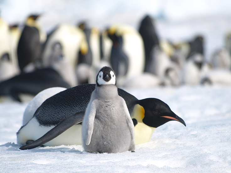 Emperor Penguins in Antarctica, Image Peter T Fretwell