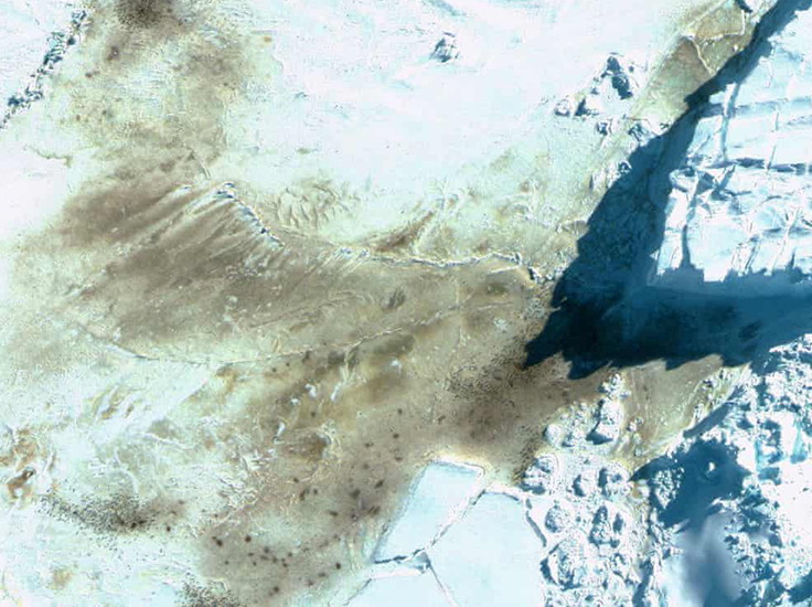 The discovery were made by spotting the distinctive red-brown guano patches the penguin leave on ice through satellite images. Photograph: British Antarctic Survey