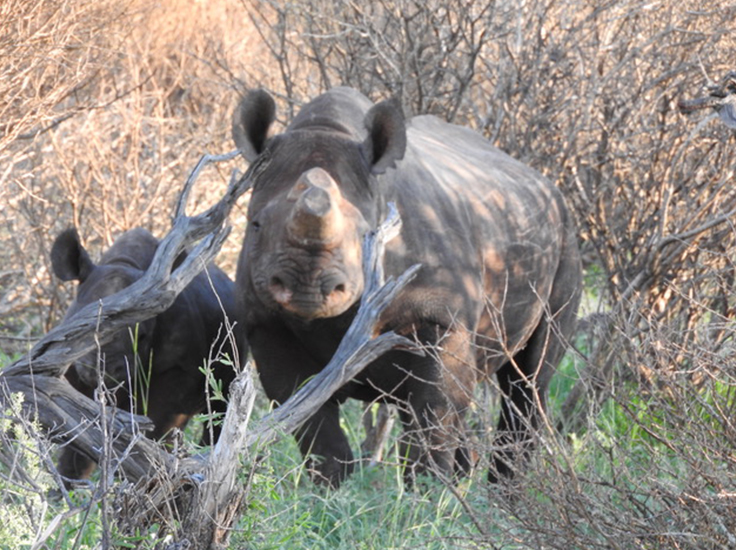 Protecting rhinos with The Aspinall Foundation