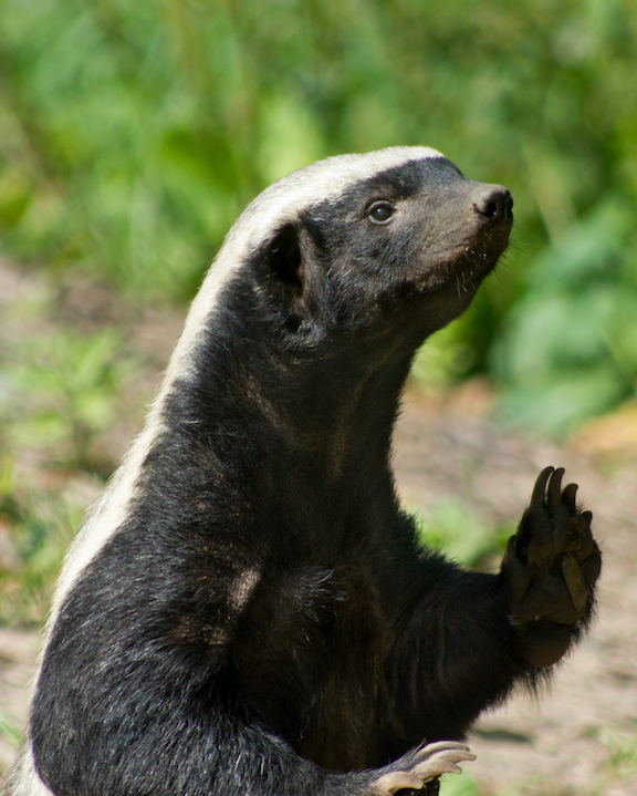 Brian May's New Luxury Fragrance Line Smells Like the Badgers It Saves
