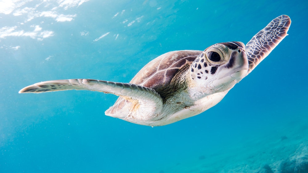 3,500 Endangered Sea Turtles Rescued From Freezing Texas Waters